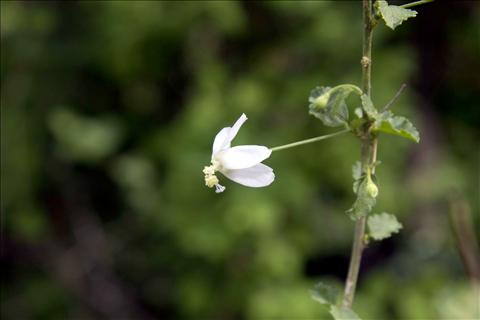 wildflower